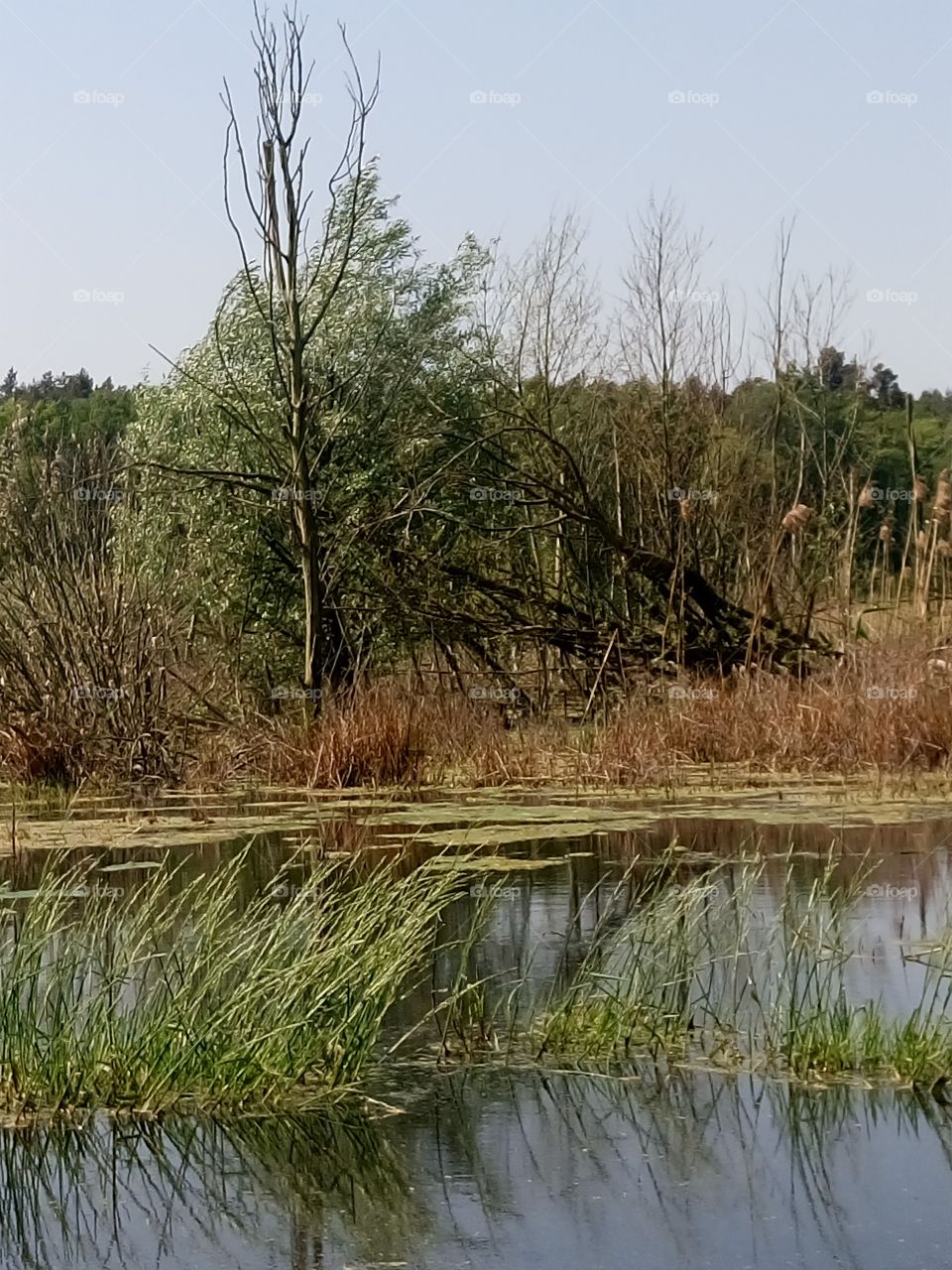 polish nature,  trees in water,  river pools