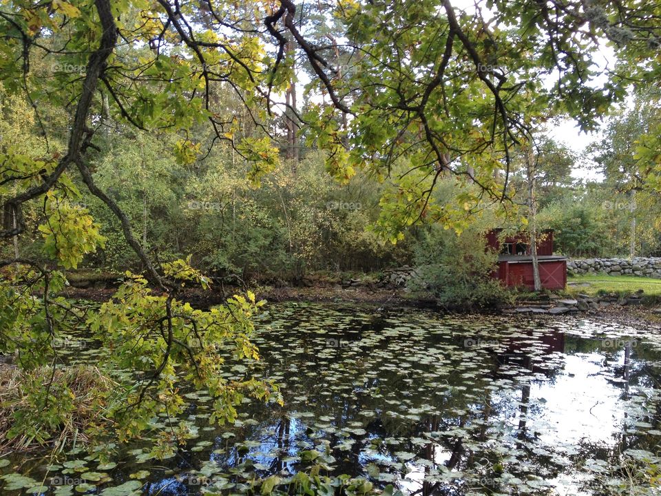 Pond in the forest