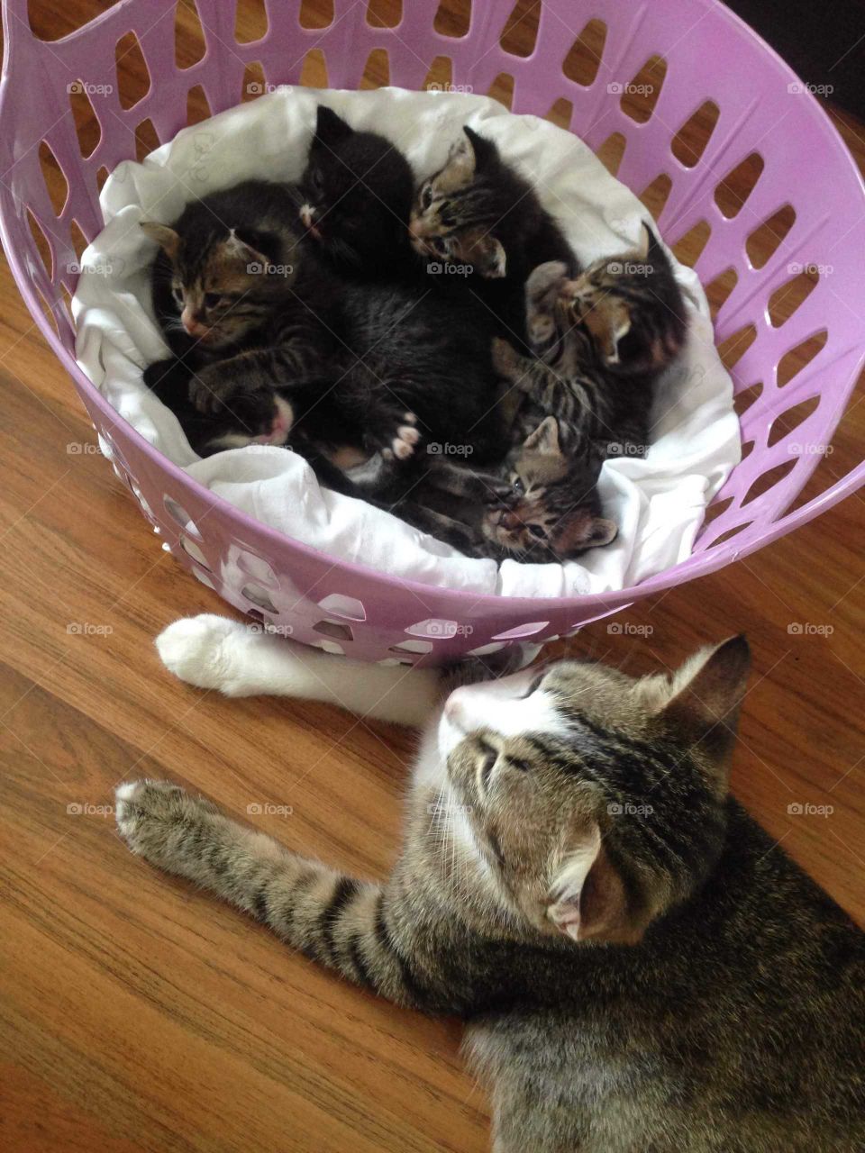 Adorable cat family