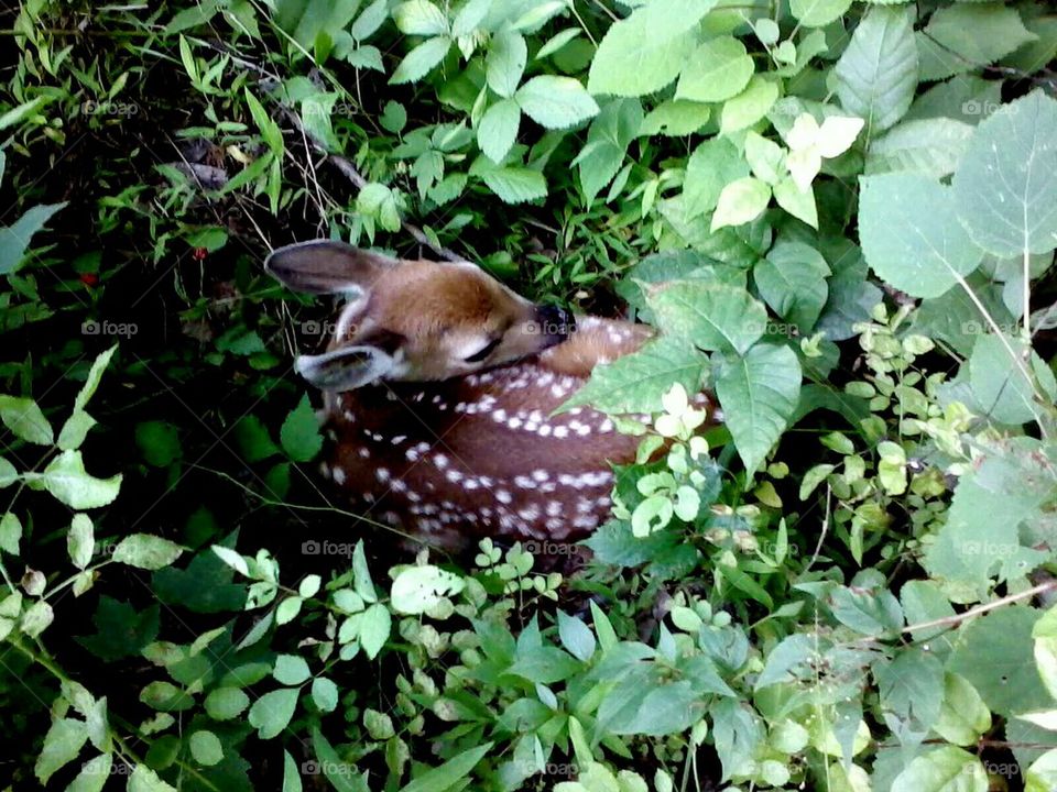 fawn hidden in tall grass