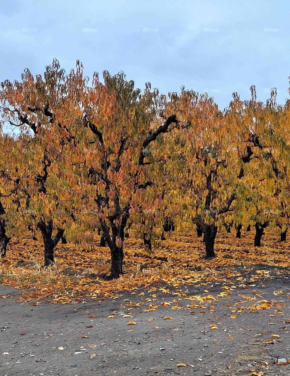 autumn colors