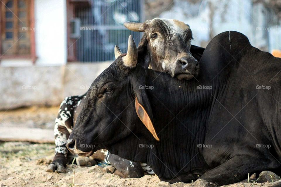Cow love
