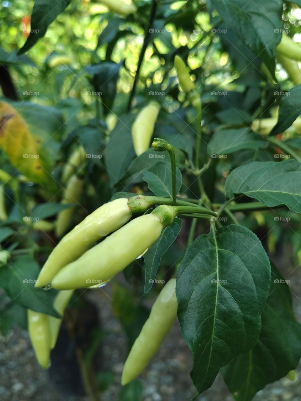 Unripe chilies.