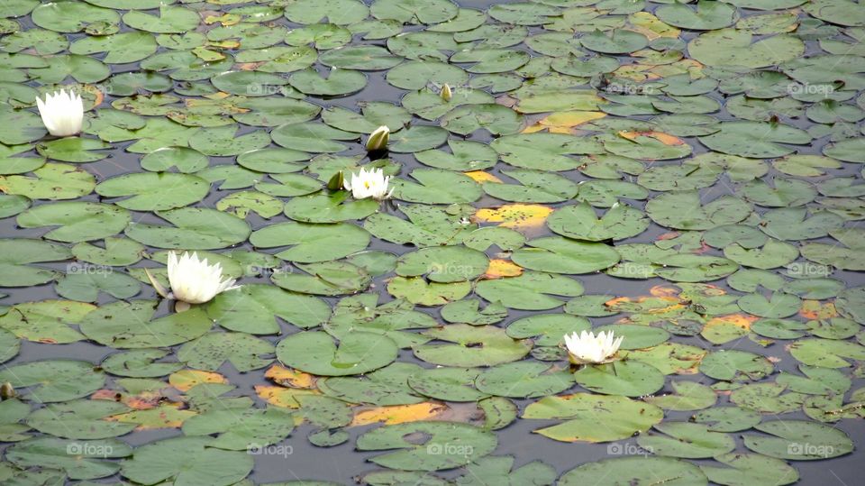 Lilypads