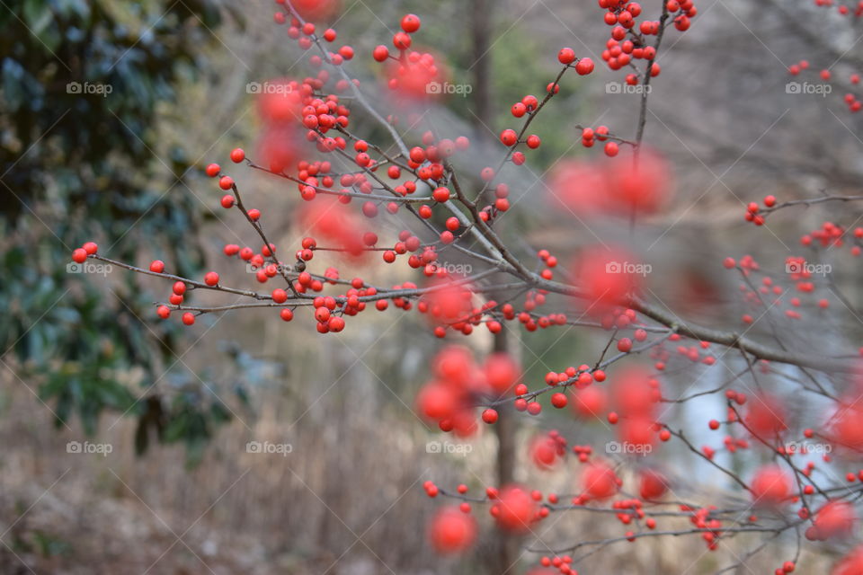 Ripe rowan berries in spring