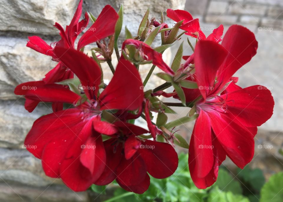 Red Flower 