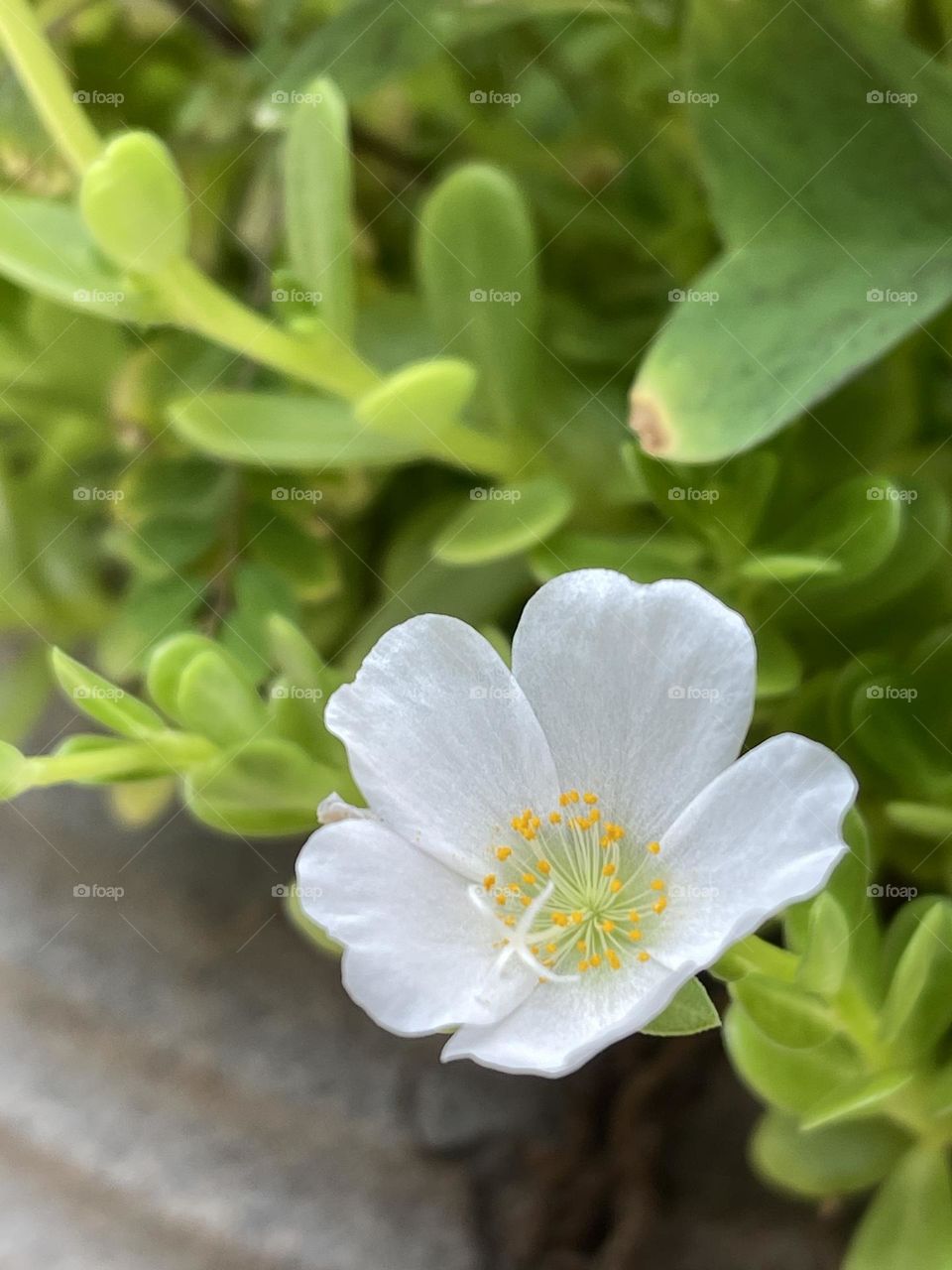 White flower in the garden. This flower opens its petals every day around noon, and closes them again as the afternoon goes on…