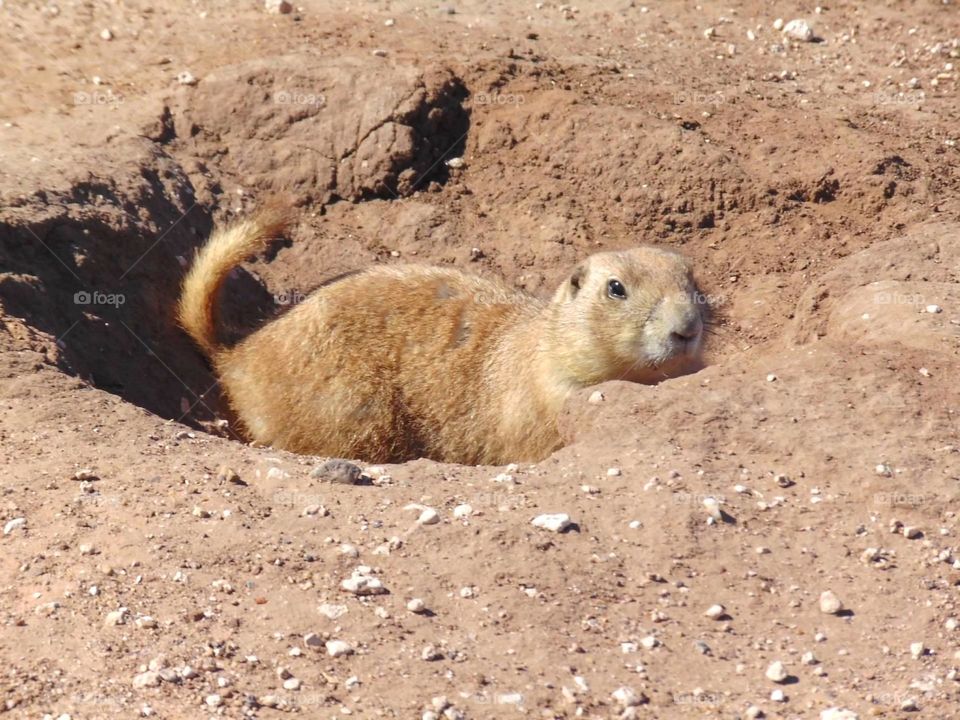 Prairie dog. 