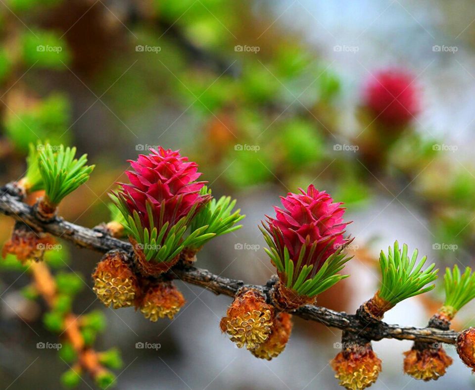 Красота природы Севера