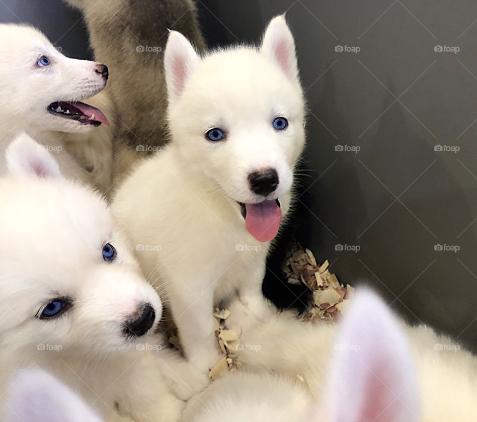 Box of white puppies with bright blue eyes.