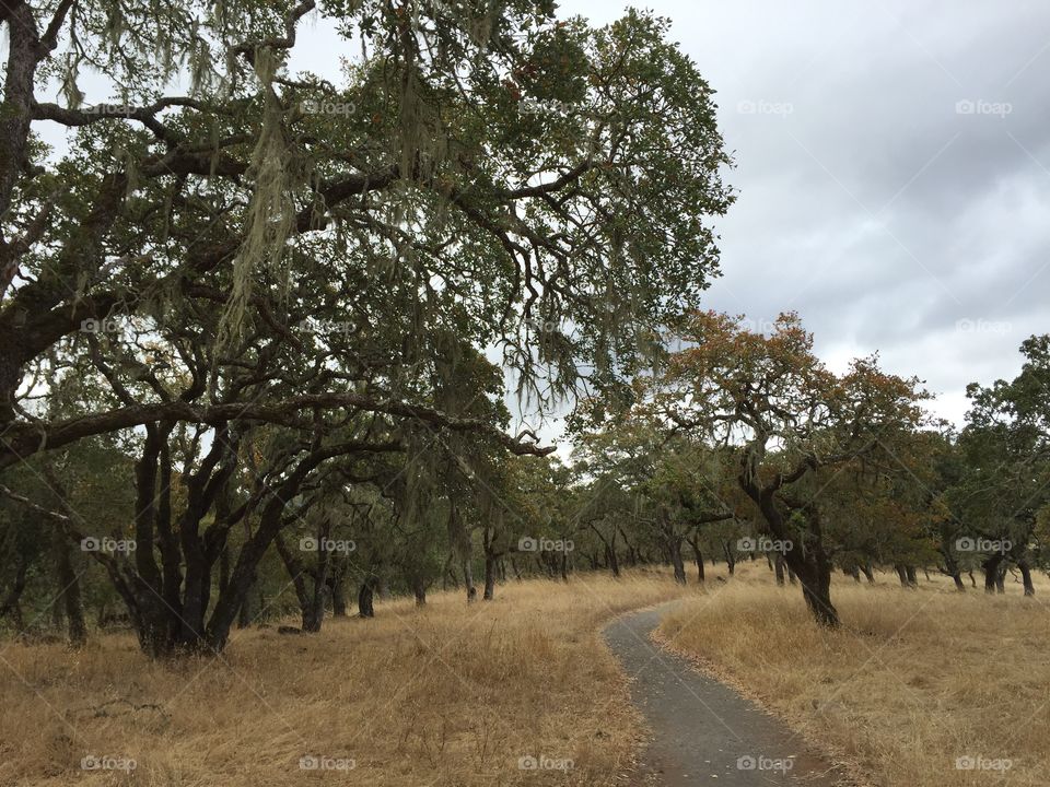Path. Nice stroll, beautiful place; August rain clouds Northern California. 