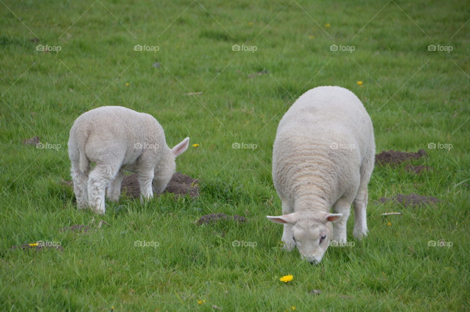 Two Lambs Eating Grass
