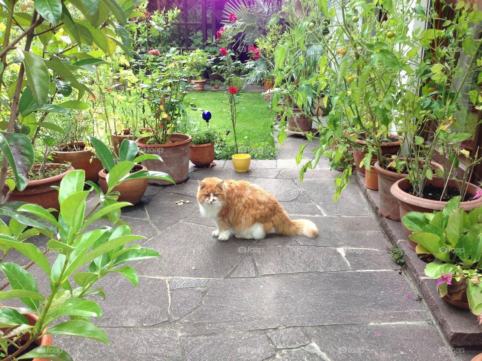 Cat in sitting in garden