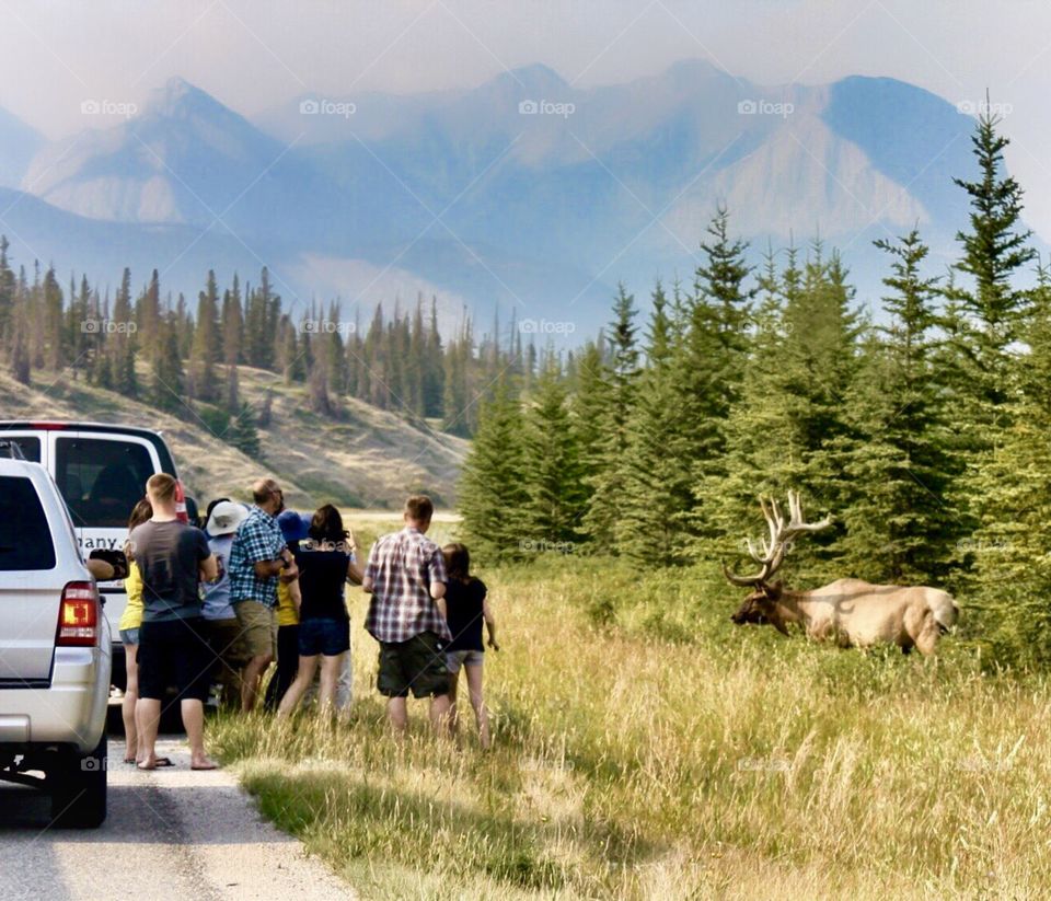 Stop to see the wildlife at Jasper National Park