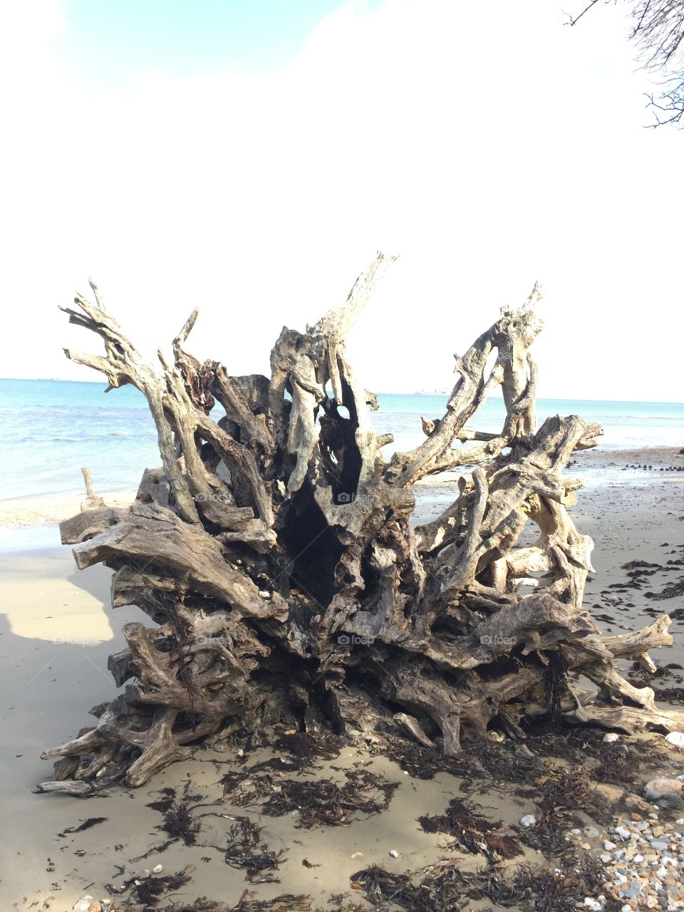 Water, No Person, Nature, Driftwood, Landscape