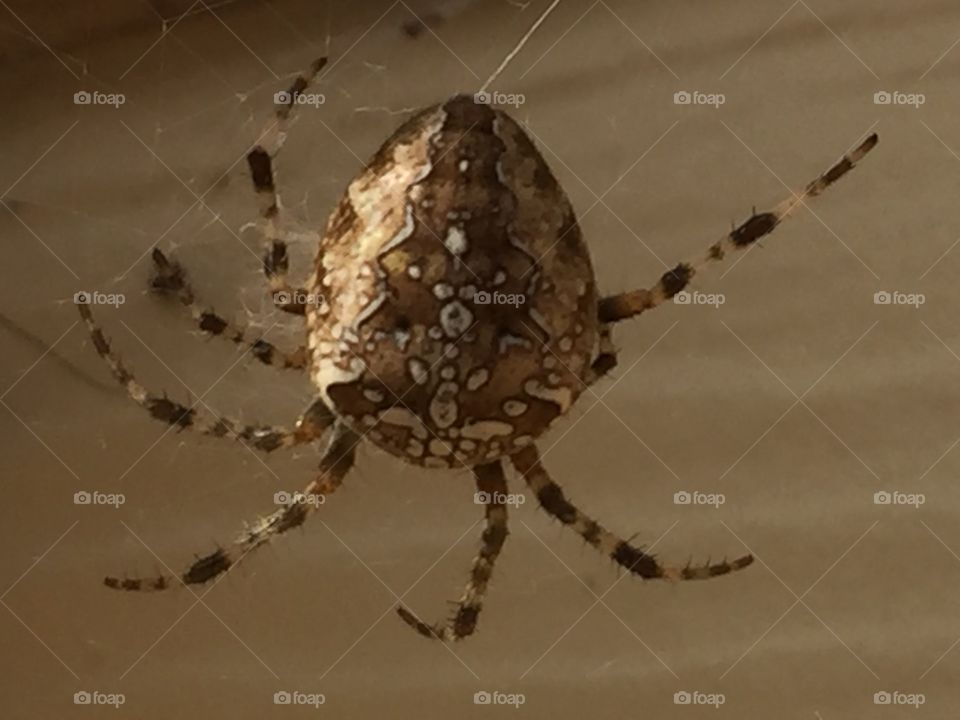 Spider close up. Nature wonders. Patterns in nature