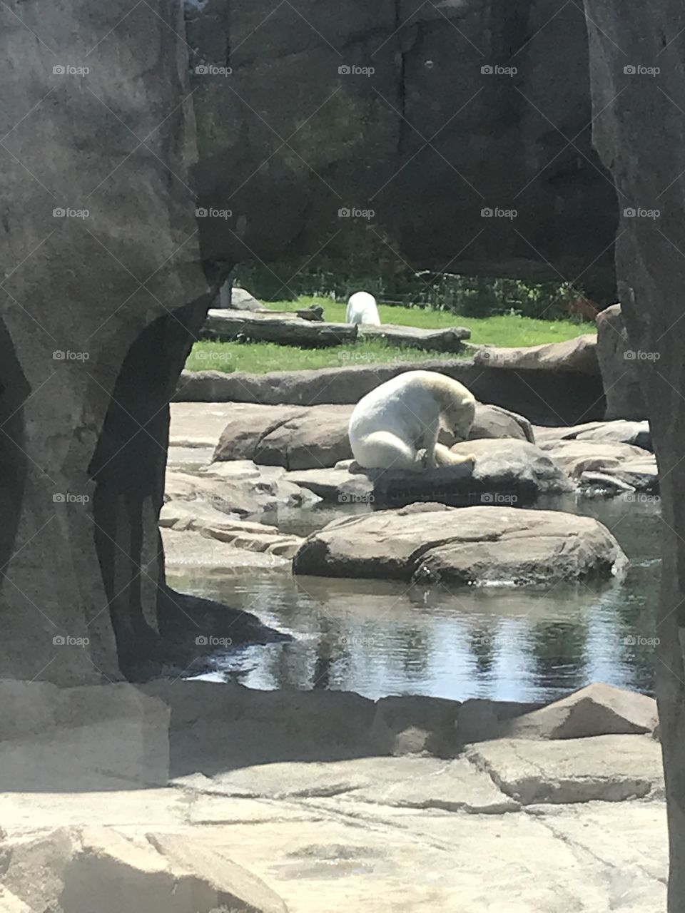 This polar bear is enjoying himself by the water, scratching his leg and staying far away from spectators!