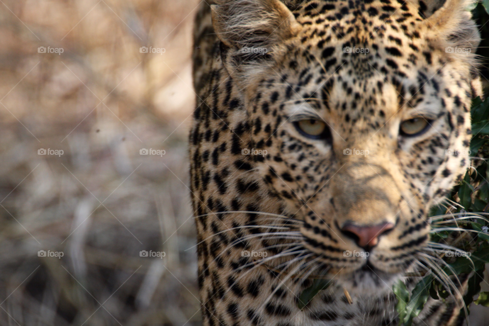 leopard kruger south africa leopardess by gbp