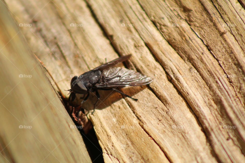 A Large Horse Fly