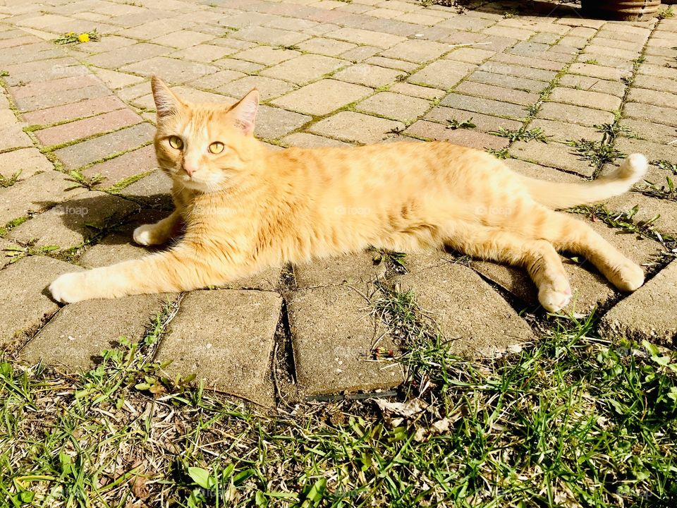 Darling orange tabby cat enjoying exploring all around outside in yard on beautiful day! 
