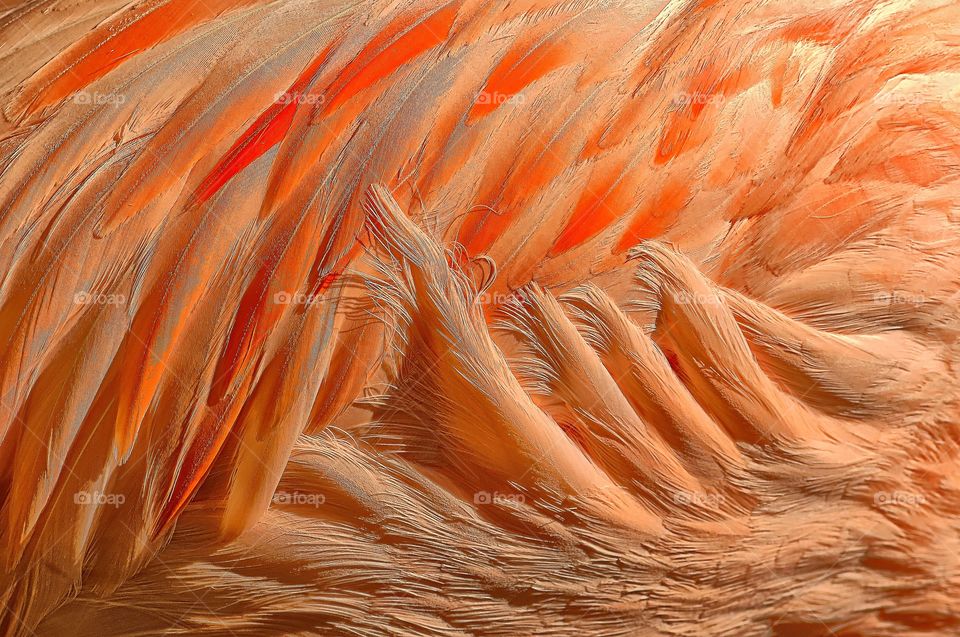 Close up of a flamingo’s wing feathers.