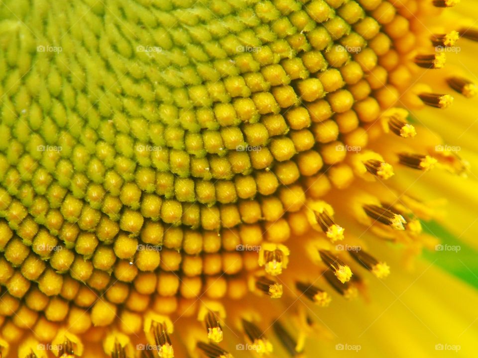 Close up of sunflower pollen
