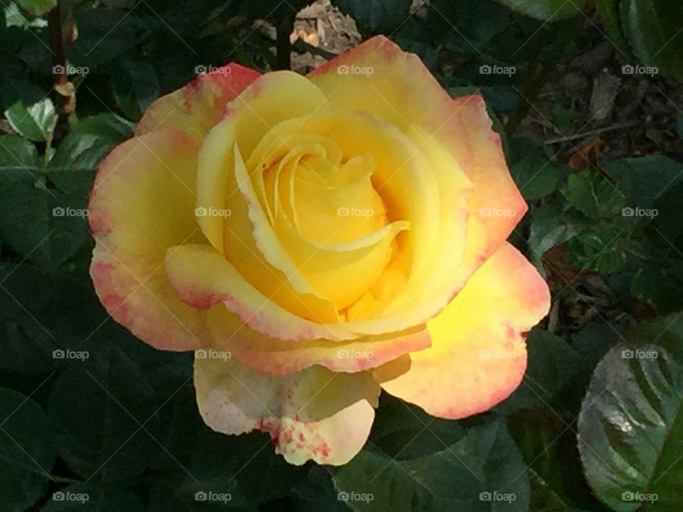 Yellow Rose
