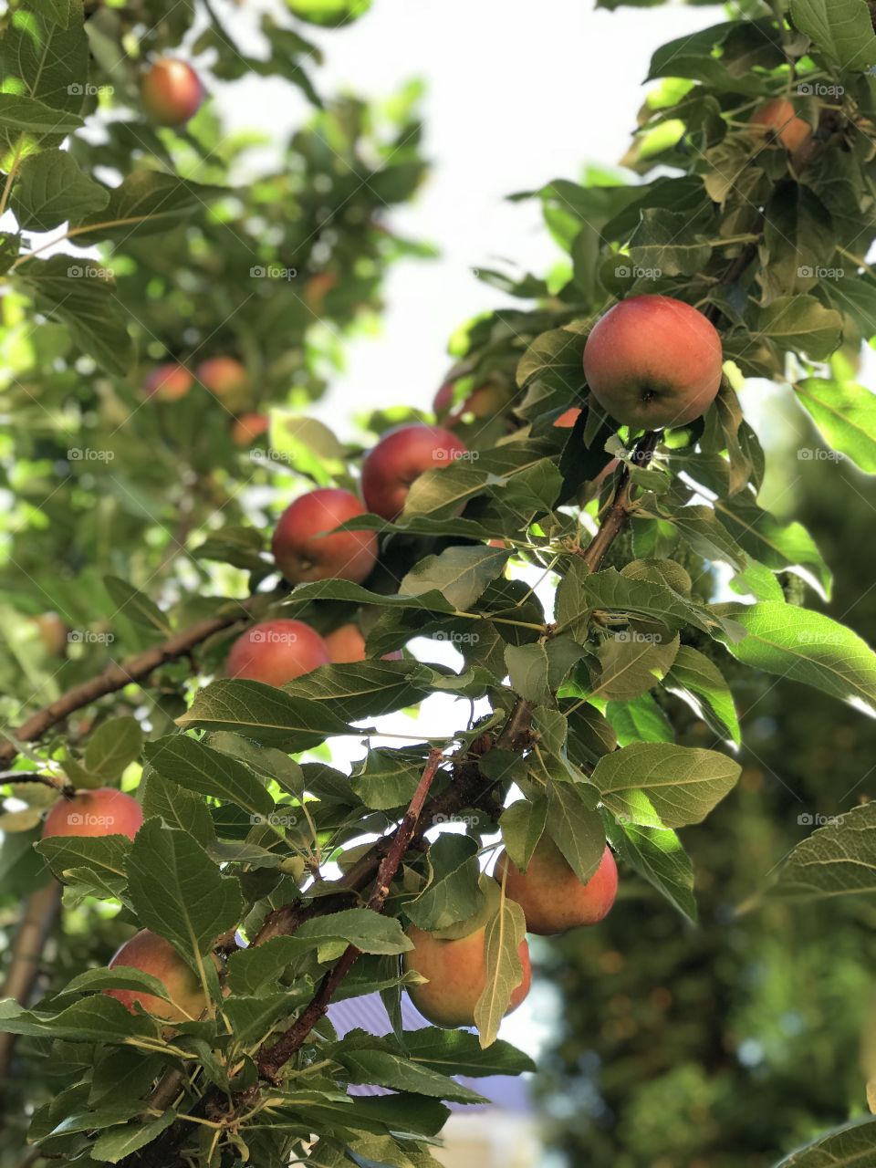 Apple tree with fruits in the summer garden 