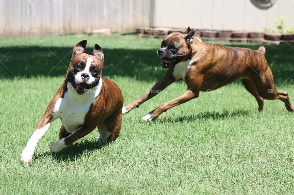 The chase 