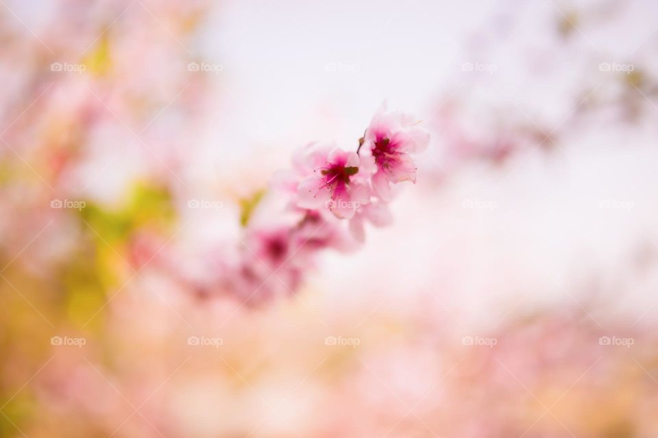 The beginning of Spring season means the beginning of new life!. Capturing the beauty of peach blossom.