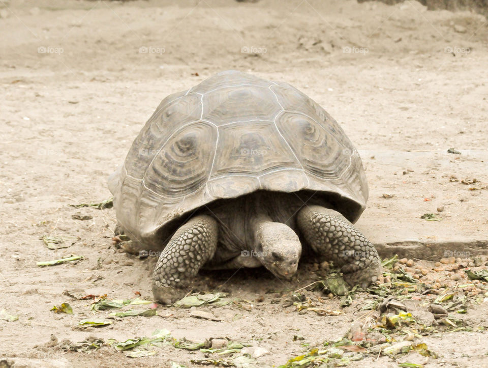 animal reptile turtle shell by refocusphoto