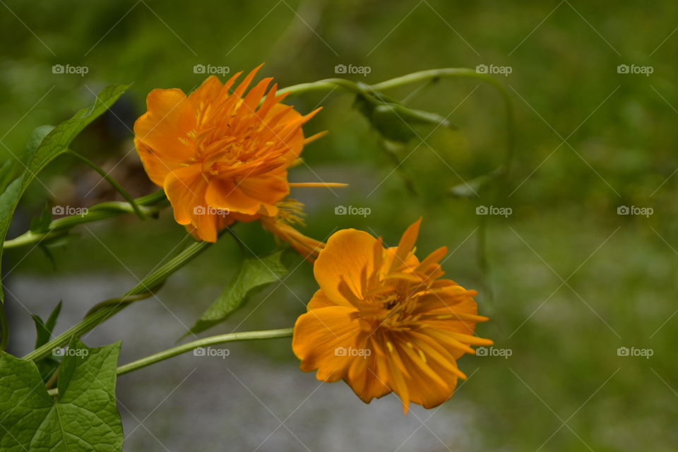 Two orange Flowers