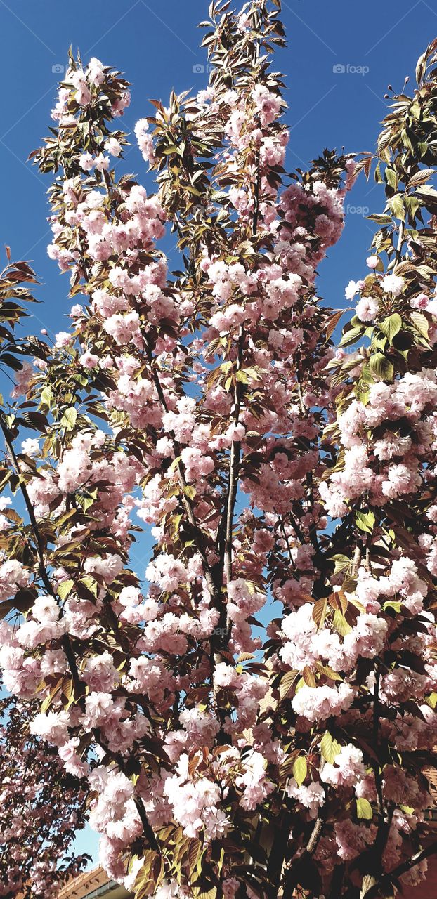 sakura tree