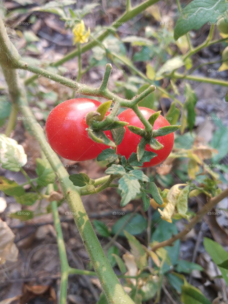 Close up of red Thai native tomatoes on the tree.