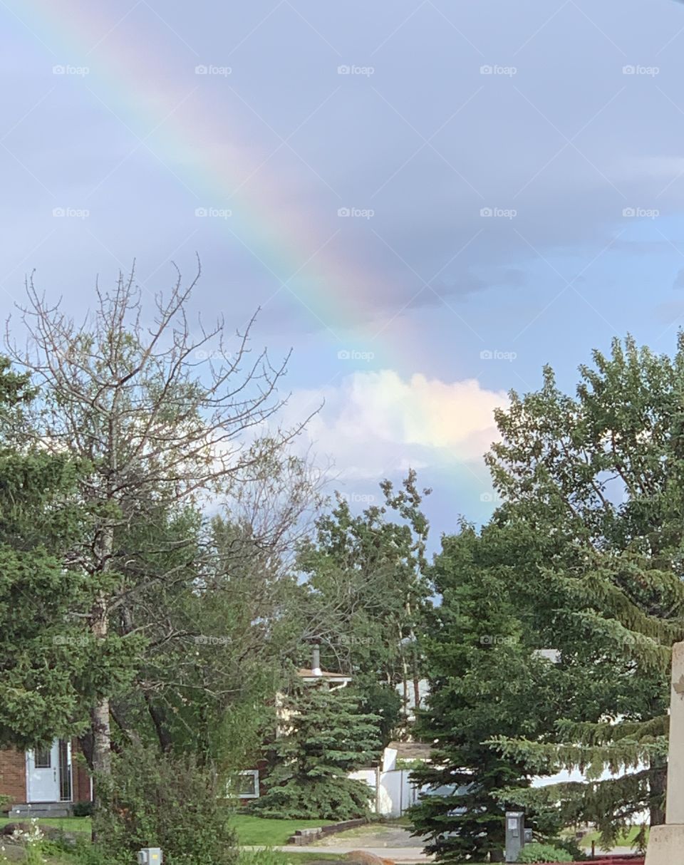 Rainbow behind the trees