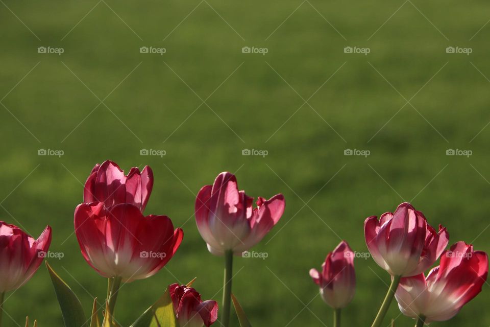 Sunlight pink tulips with green grassy background 