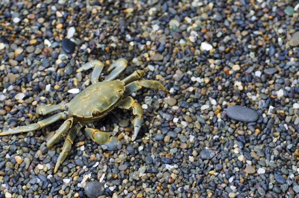 Beach crab on stone object
