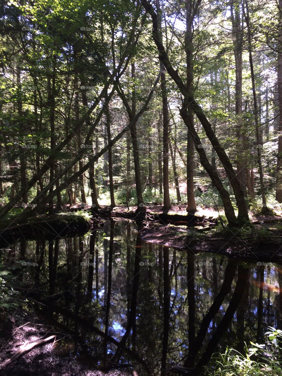 Tree arch 