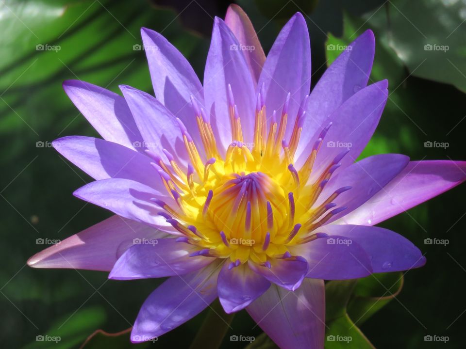 Purple water lilly