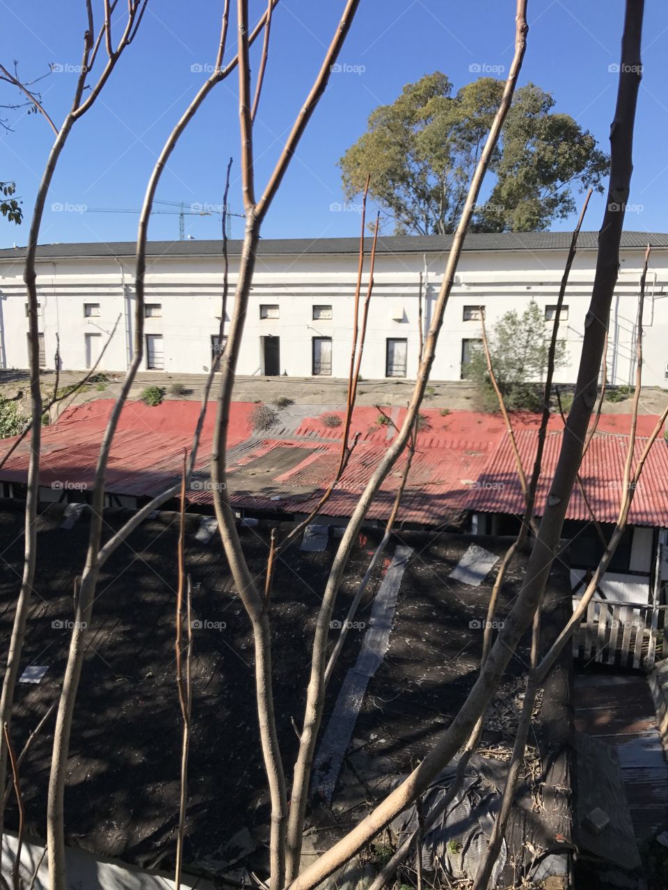 Roof-building-tree