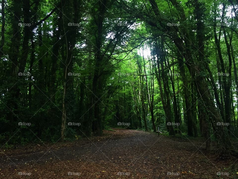 Wood, Landscape, Tree, Leaf, Nature