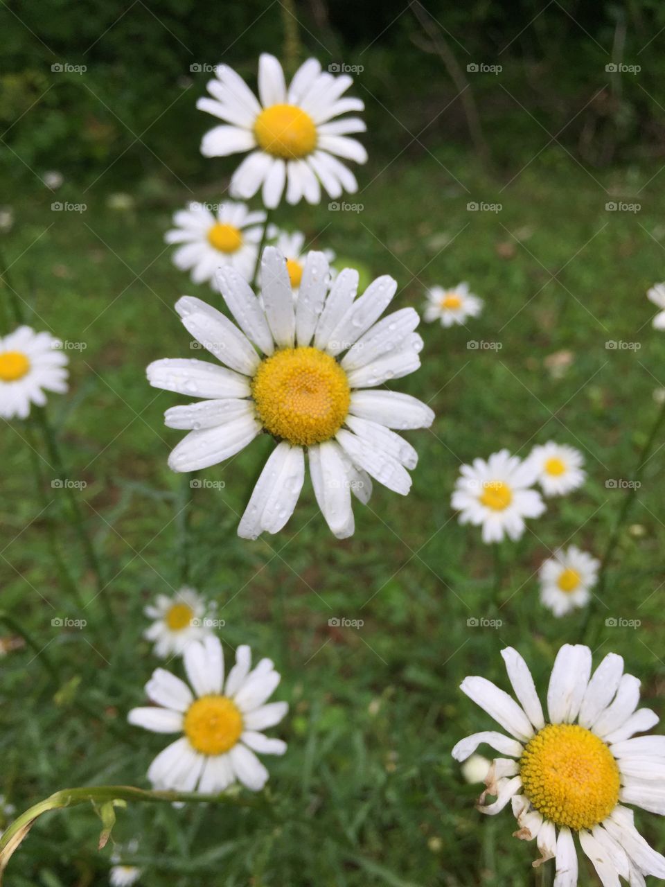 Daisy daisy in the summer time 