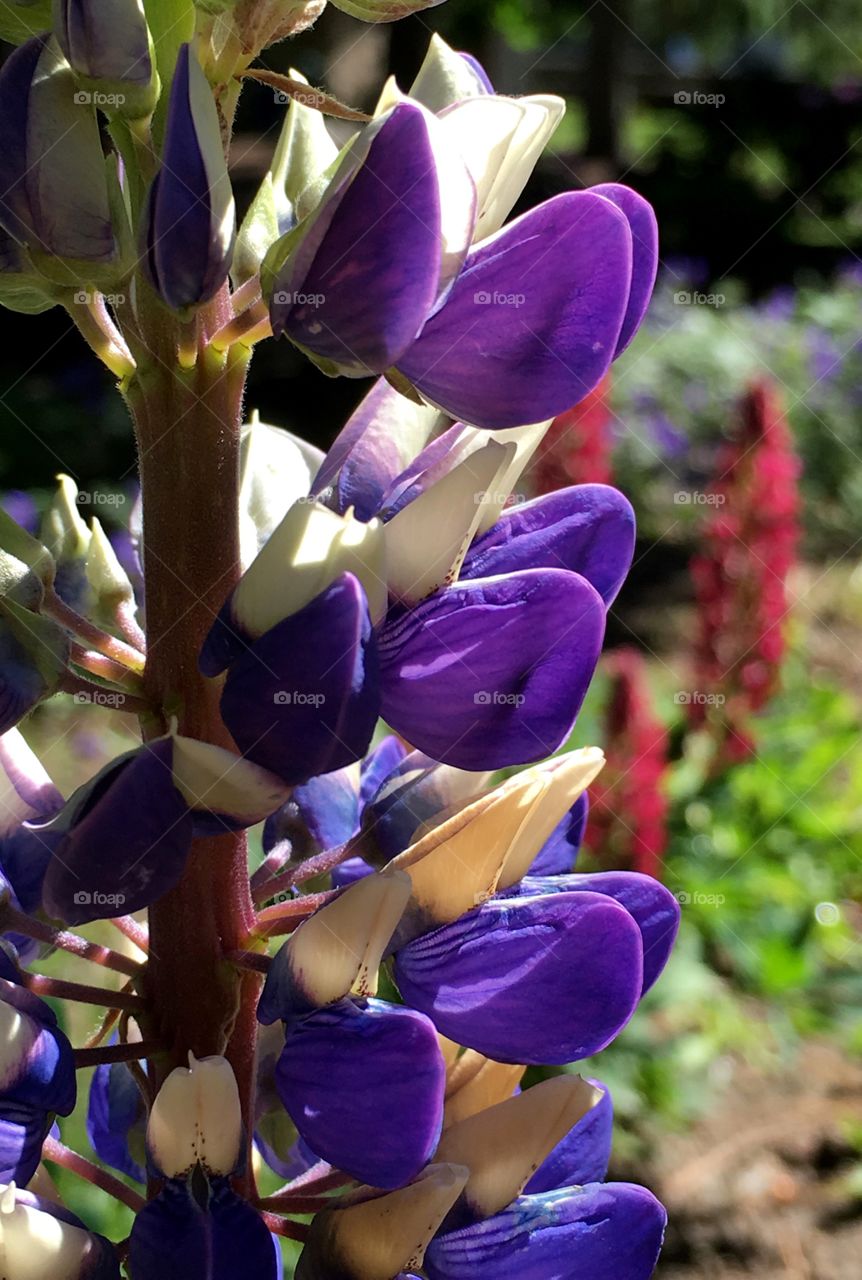 Purple and white petals