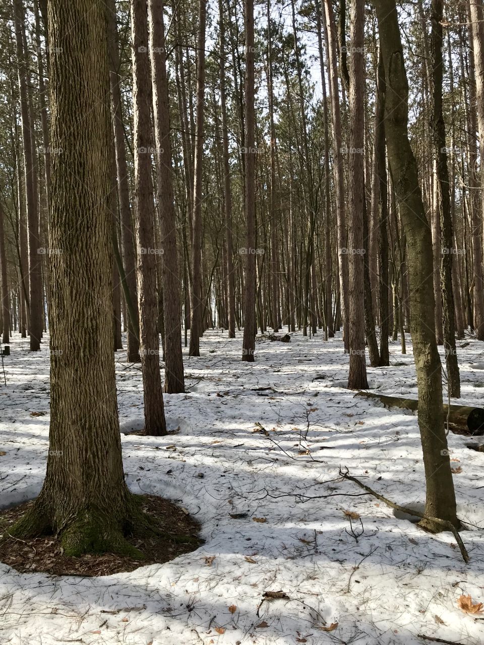 Hiking trail in the winter