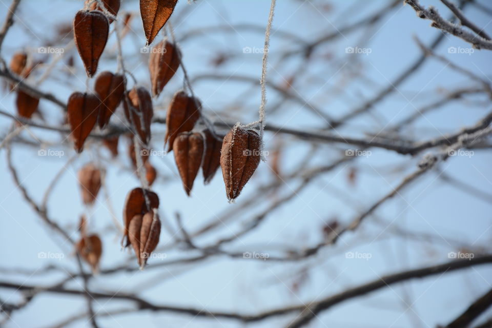 Little leaf in whinter