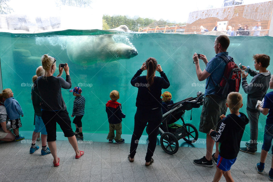 The polar bears in Copenhagen Zoo Denmark.