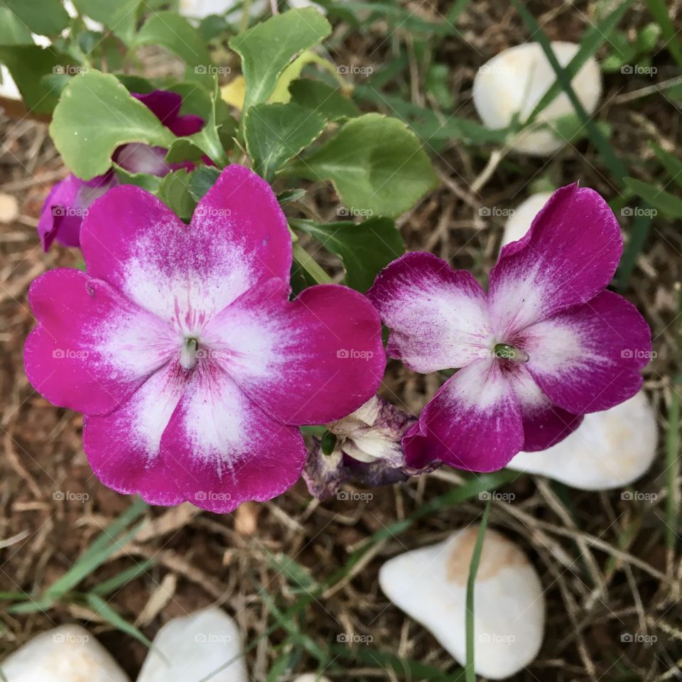 🌹 🇺🇸 Very beautiful flowers to brighten our day.  Live nature and its beauty. Did you like the delicate petals? / 🇧🇷 Flores muito bonitas para alegrar nosso dia. Viva a natureza e sua beleza. Gostaram das pétalas delicadas? 