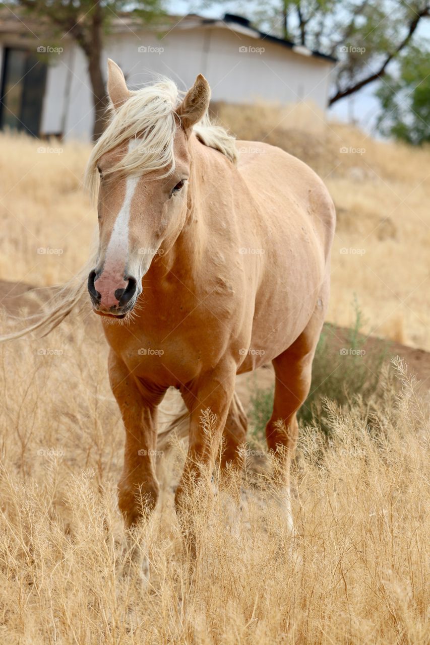 Wild horses of the high sierras of Nevada. This handsome stallion a Palomino part of a band of three 