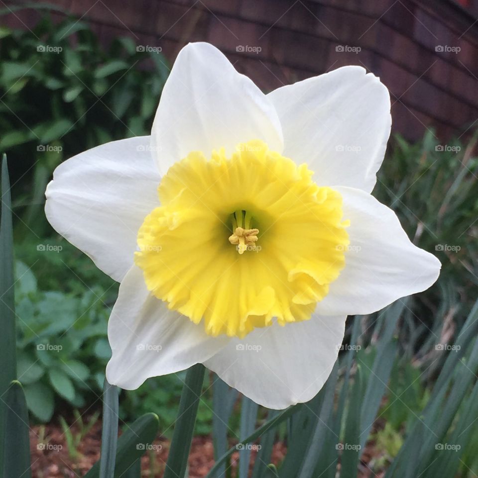 Ice Follies daffodil