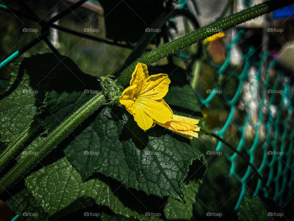 Yellow Flower 